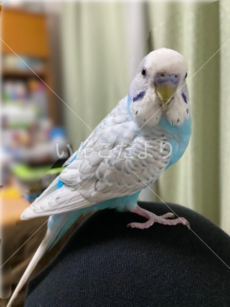 迷い鳥の写真