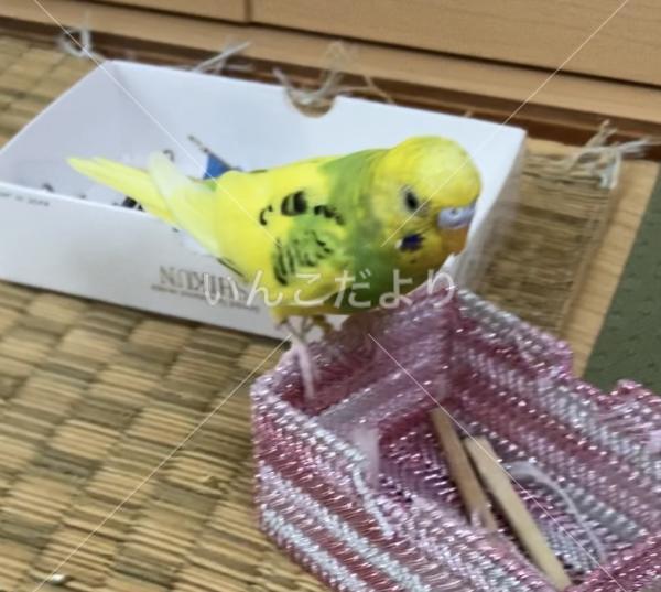 迷い鳥の写真