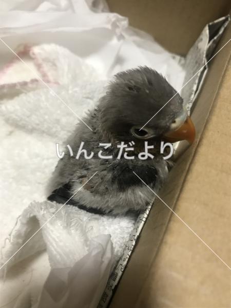 迷い鳥の写真