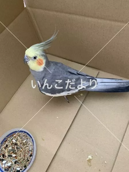 保護鳥の写真