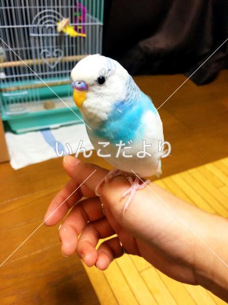 迷い鳥の写真