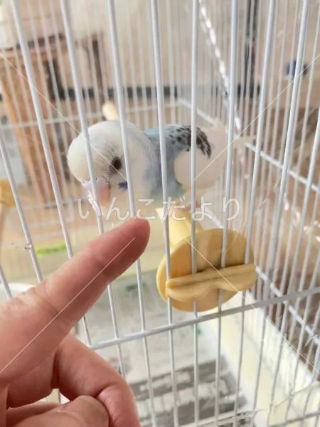 保護鳥の写真