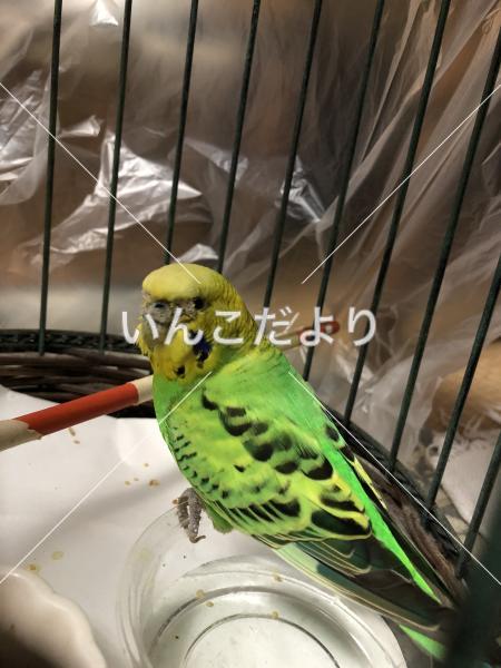 保護鳥の写真