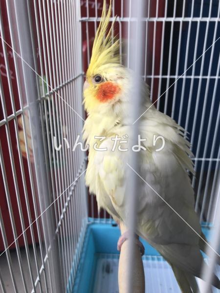 保護鳥の写真