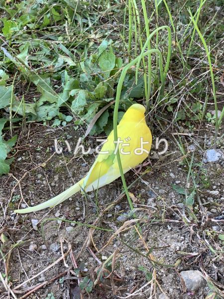 保護鳥の写真