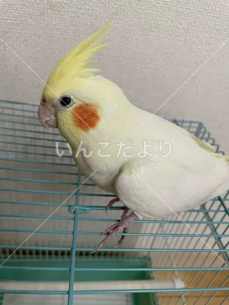 保護鳥の写真