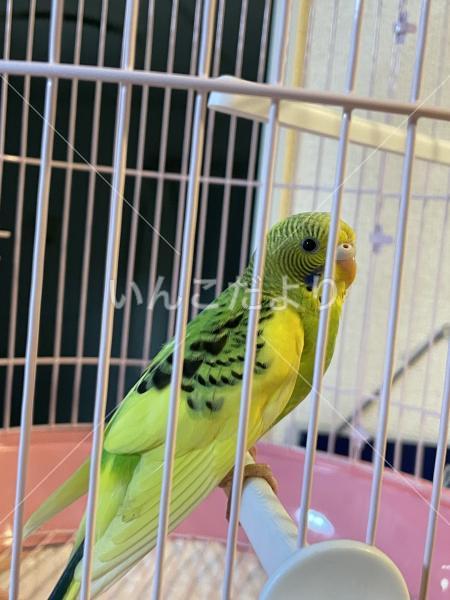 保護鳥の写真