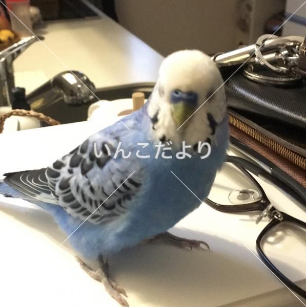 迷い鳥の写真