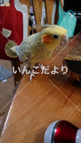 迷い鳥の写真