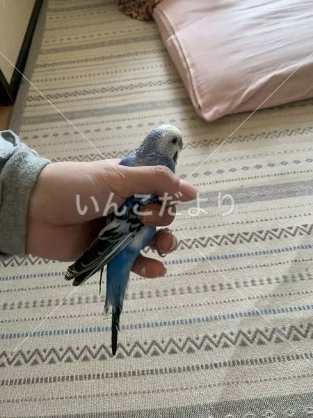 保護鳥の写真