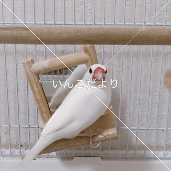迷い鳥の写真