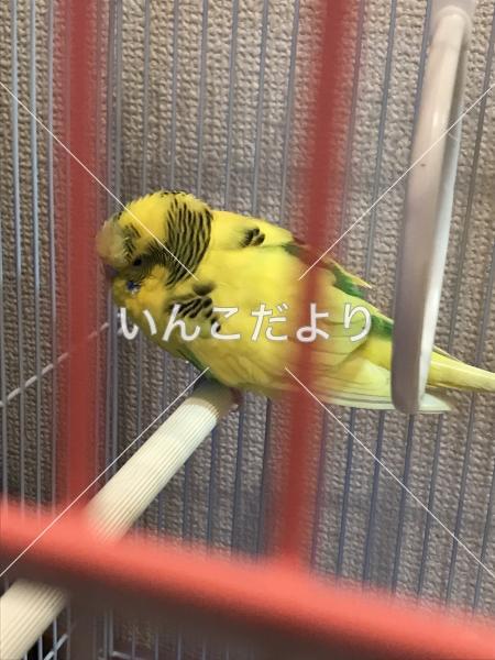 保護鳥の写真