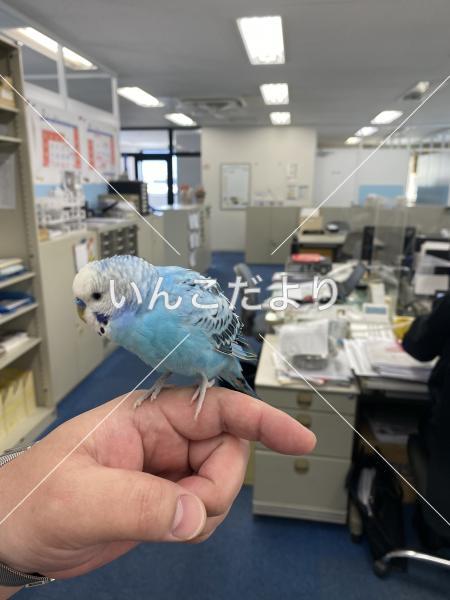 保護鳥の写真