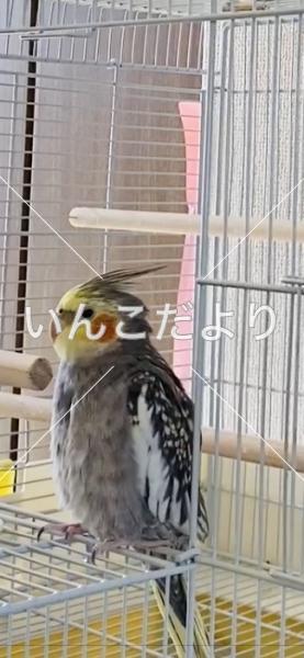 迷い鳥の写真