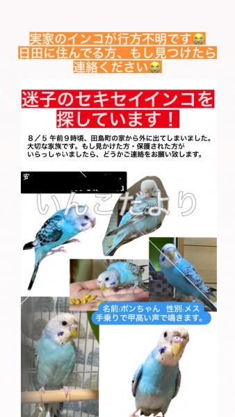 迷い鳥の写真