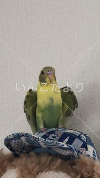 迷い鳥の写真