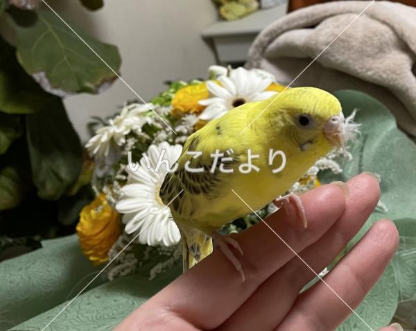 迷い鳥の写真