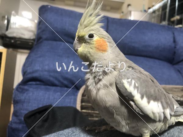迷い鳥の写真