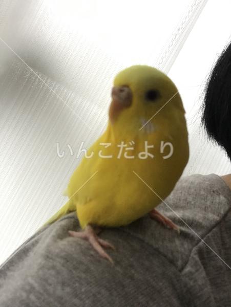 迷い鳥の写真