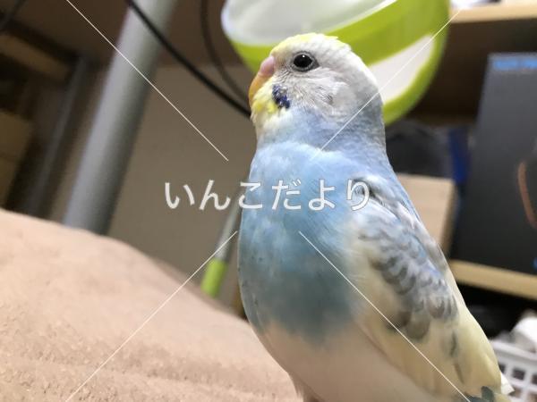 迷い鳥の写真