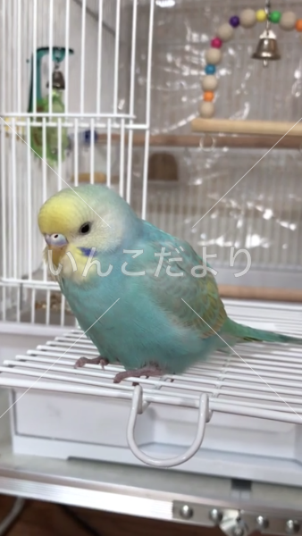 迷い鳥の写真