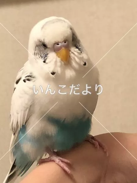 保護鳥の写真