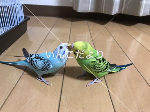 迷い鳥の写真