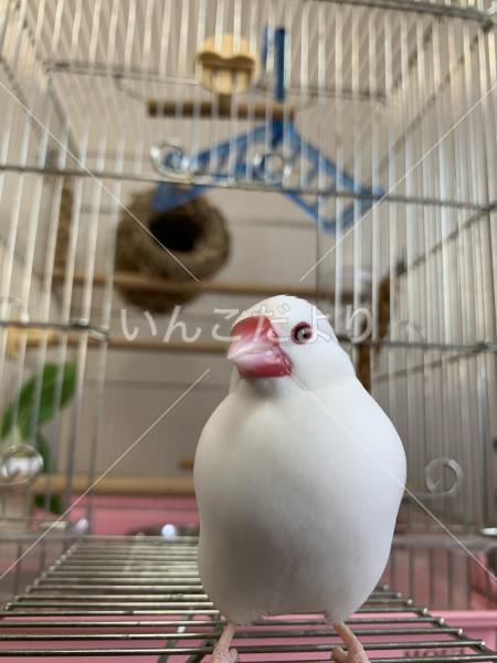 迷い鳥の写真