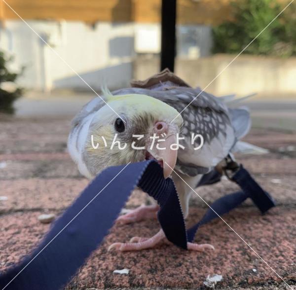 迷い鳥の写真