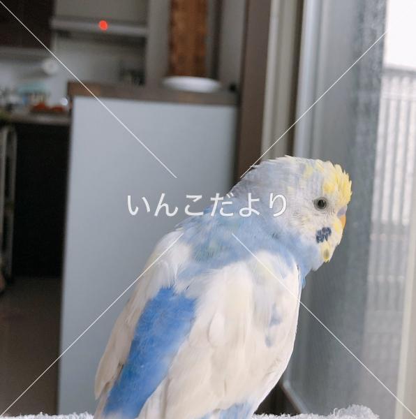迷い鳥の写真
