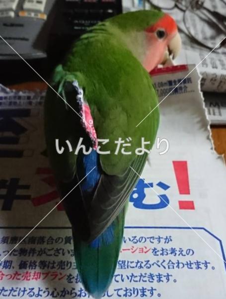 迷い鳥の写真