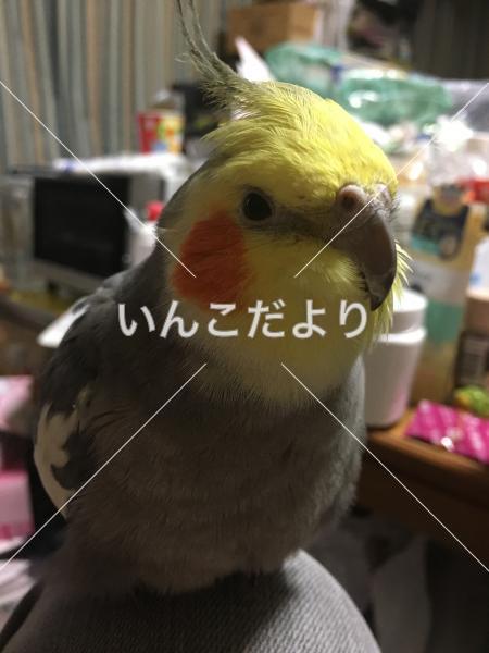 迷い鳥の写真
