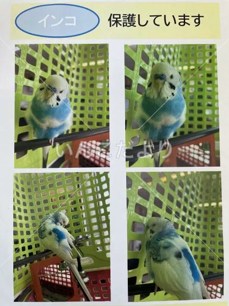 保護鳥の写真