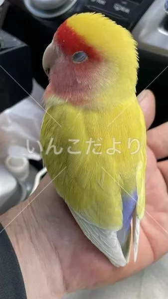 保護鳥の写真