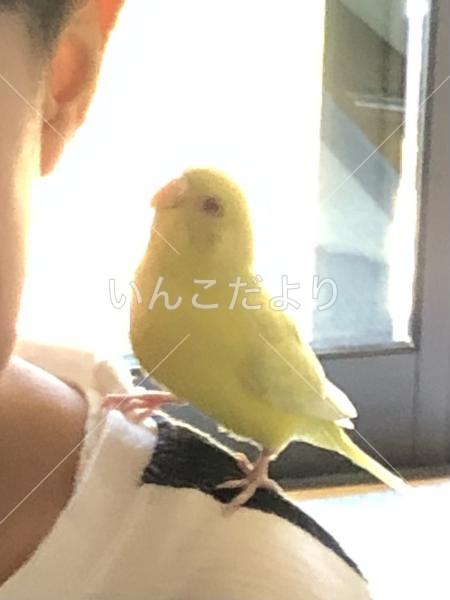 迷い鳥の写真