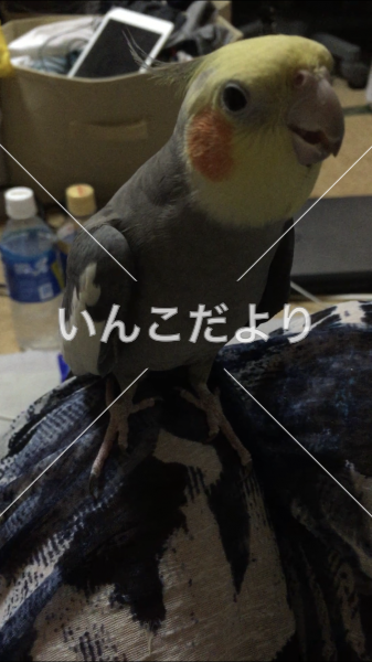 迷い鳥の写真
