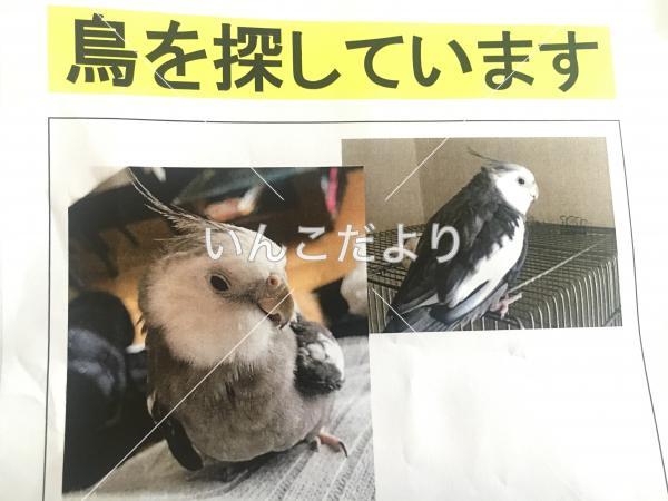 迷い鳥の写真