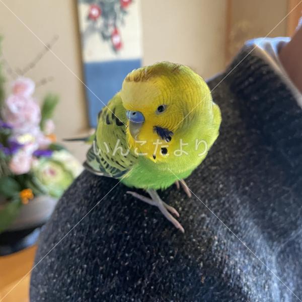 保護鳥の写真