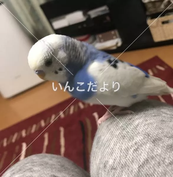 迷い鳥の写真
