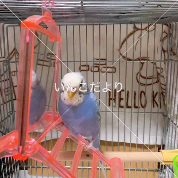 迷い鳥の写真