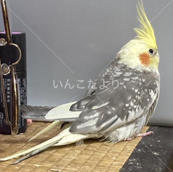 迷い鳥の写真