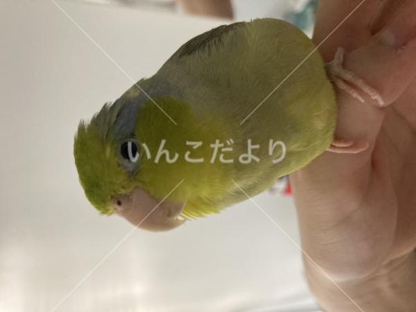 迷い鳥の写真