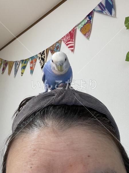 迷い鳥の写真