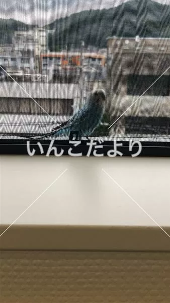 迷い鳥の写真
