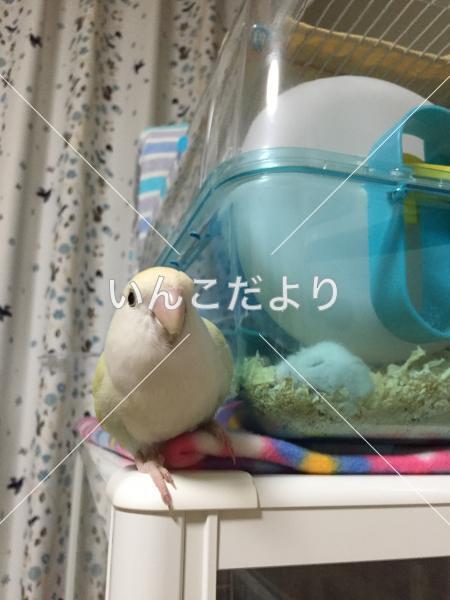 迷い鳥の写真