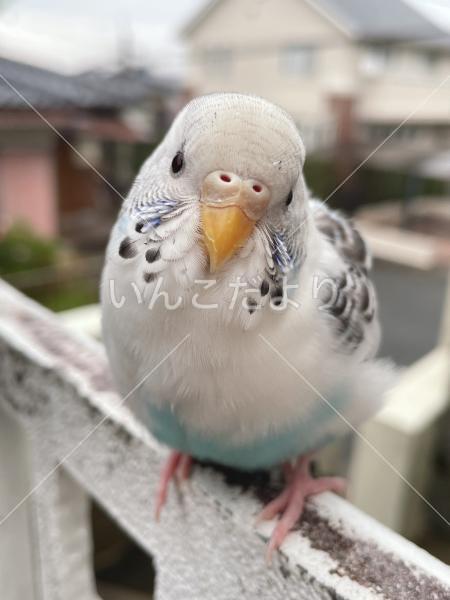 迷い鳥の写真