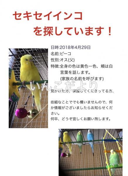 迷い鳥の写真