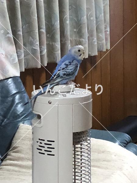 迷い鳥の写真