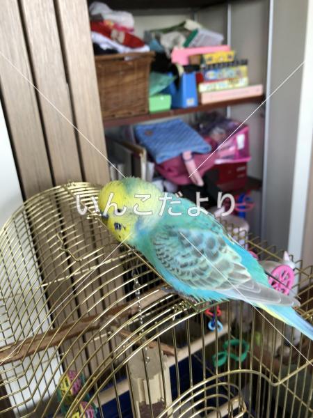迷い鳥の写真