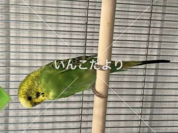 保護鳥の写真